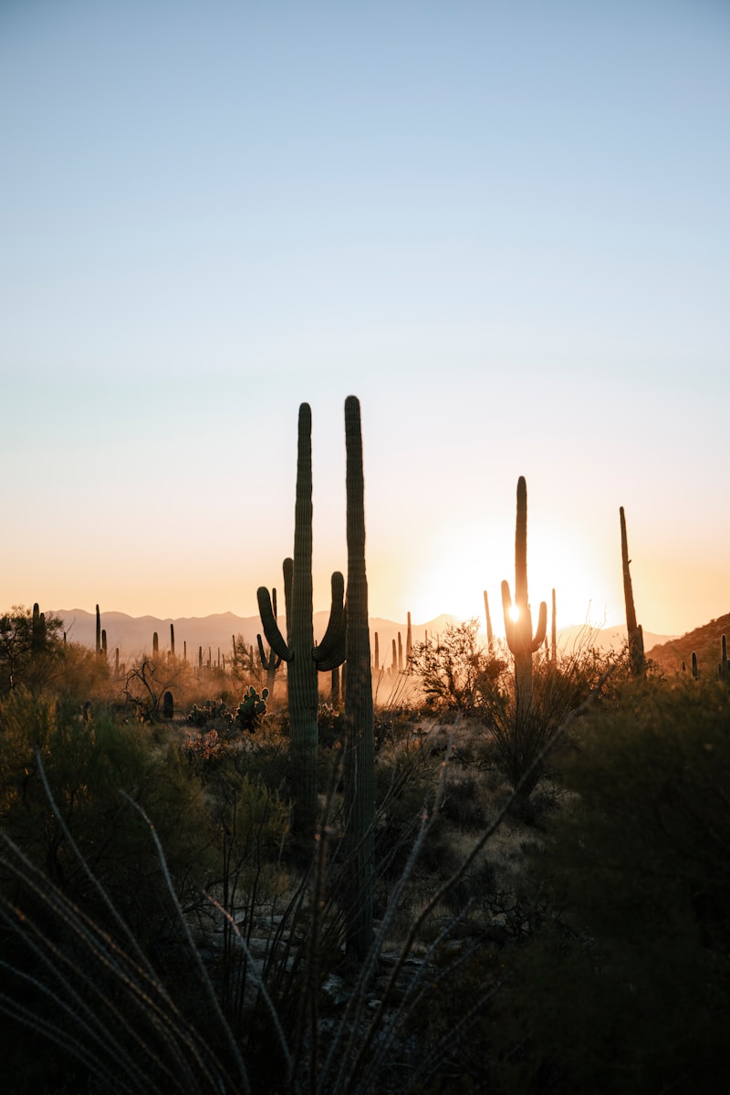 Spiky cactus stems rise under the blue sky.